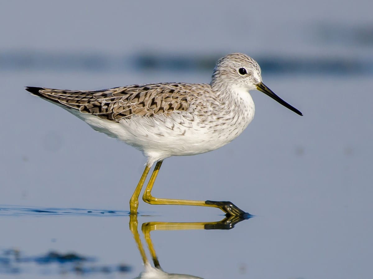 Marsh Sandpiper